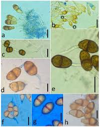 Attēlu rezultāti vaicājumam “Puccinia poarum”