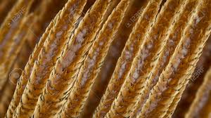 Image result for human hair microscope image