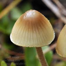 Attēlu rezultāti vaicājumam “Mycena amicta”