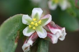 Attēlu rezultāti vaicājumam “Polygonum arenastrum leaf”
