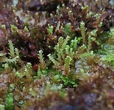 Attēlu rezultāti vaicājumam “Lophozia ascendens”