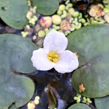 Attēlu rezultāti vaicājumam “Hydrocharis morsus-ranae bud”