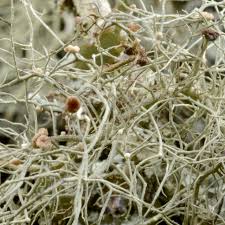 Attēlu rezultāti vaicājumam “Biatoropsis usnearum”