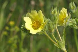 Attēlu rezultāti vaicājumam “Potentilla arenaria bud”