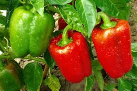 Afbeeldingsresultaat voor yolo wonder sweet pepper