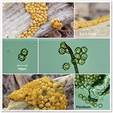 Attēlu rezultāti vaicājumam “Oligonema affine spores”