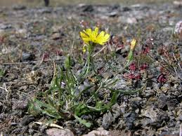 Attēlu rezultāti vaicājumam “Crepis tectorum”