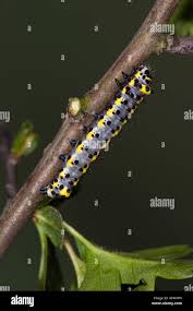 Attēlu rezultāti vaicājumam “Diloba caeruleocephala larva”