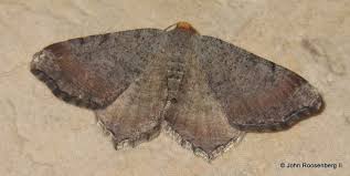 Attēlu rezultāti vaicājumam “Geometridae”