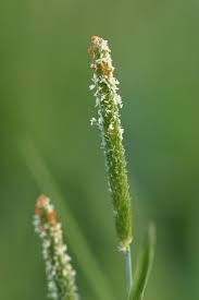 Attēlu rezultāti vaicājumam “Alopecurus aequalis”