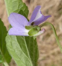 Attēlu rezultāti vaicājumam “Viola hirta”