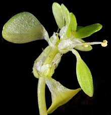 Attēlu rezultāti vaicājumam “Callitriche verna flower”