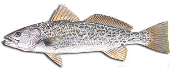 Image result for Cynoscion regalis