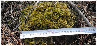Attēlu rezultāti vaicājumam “Brachytheciastrum velutinum sporophyte”