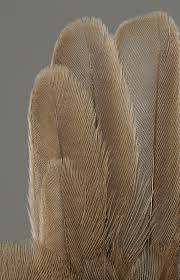 Attēlu rezultāti vaicājumam “Sylvia curruca adult”