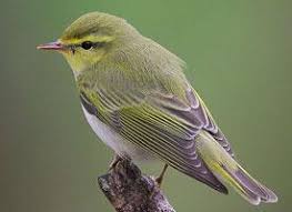 Attēlu rezultāti vaicājumam “Phylloscopus trochiloides adult”