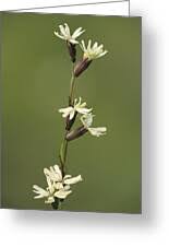 Attēlu rezultāti vaicājumam “Silene tatarica”