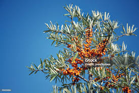 Attēlu rezultāti vaicājumam “Hippophae rhamnoides fruit”
