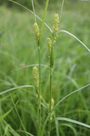 Attēlu rezultāti vaicājumam “Carex hirta”