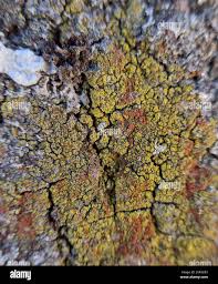 Attēlu rezultāti vaicājumam “Candelariella sp.”