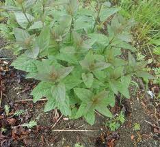 Attēlu rezultāti vaicājumam “Scrophularia nodosa leaf”