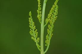 Attēlu rezultāti vaicājumam “Botrychium virginianum”
