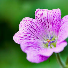 Attēlu rezultāti vaicājumam “Geranium bohemicum bud”