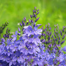 Attēlu rezultāti vaicājumam “Veronica austriaca subsp. teucrium bud”