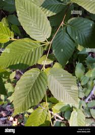 Attēlu rezultāti vaicājumam “Acalitus longisetosus”