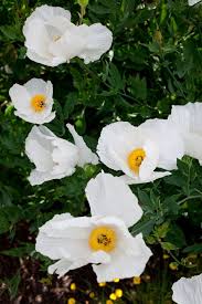Image result for Romneya coulteri
