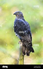 Attēlu rezultāti vaicājumam “Pernis apivorus adult”