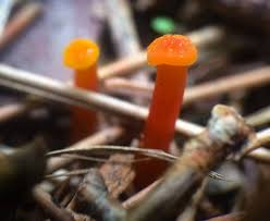 Attēlu rezultāti vaicājumam “Hygrocybe cantharellus”
