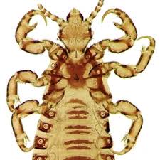 Attēlu rezultāti vaicājumam “Phthiraptera”