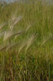 Attēlu rezultāti vaicājumam “Hordeum jubatum”