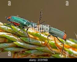 Attēlu rezultāti vaicājumam “Malachius bipustulatus”