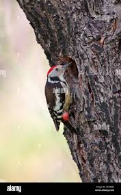 Attēlu rezultāti vaicājumam “Dendrocopos medius nest”
