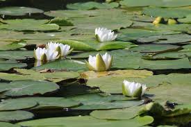 Attēlu rezultāti vaicājumam “Nymphaea candida leaf”