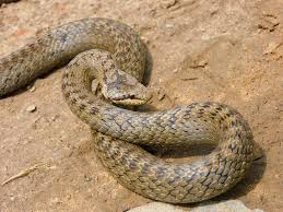 Attēlu rezultāti vaicājumam “Coronella austriaca adult”