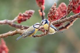 Attēlu rezultāti vaicājumam “Cyanistes caeruleus adult”