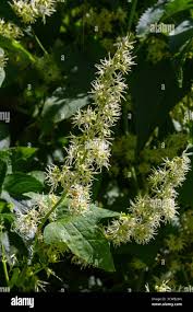 Attēlu rezultāti vaicājumam “Echinocystis lobata flower”