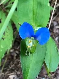 Attēlu rezultāti vaicājumam “Commelinaceae”