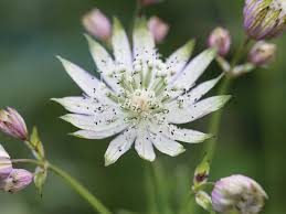 Attēlu rezultāti vaicājumam “Astrantia major flower”