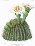 File:The Cactaceae Vol II, plate XXII filtered.jpg - Wikipedia ...