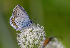 Attēlu rezultāti vaicājumam “Plebejus argus”