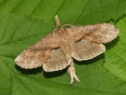 Attēlu rezultāti vaicājumam “Pterostoma palpina”