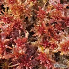 Attēlu rezultāti vaicājumam “Sphagnum teres”