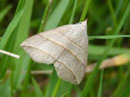 Attēlu rezultāti vaicājumam “Colobochyla salicalis”