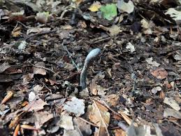 Attēlu rezultāti vaicājumam “Geoglossum sp.”