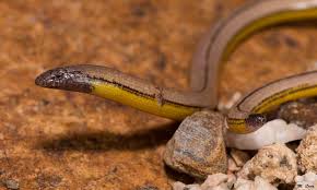 Attēlu rezultāti vaicājumam “Lycogala asperum sessile”