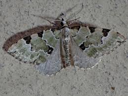 Attēlu rezultāti vaicājumam “Colostygia pectinataria”